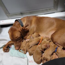 Vizsla Puppies from Bender Vizslas