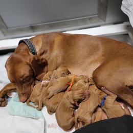 Vizsla Puppies from Bender Vizslas