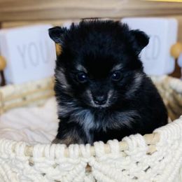 French Bulldogs and Pomeranians from Furever Puppies