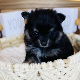 French Bulldogs and Pomeranians from Furever Puppies
