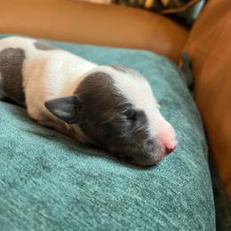 Gill - White and blue male Whippet puppy in Clinton, Tennessee from Ivanhoe Borzoi
