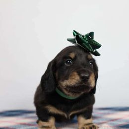 Green Boy - Dachshund puppy from Golden Creek Miniature Farm