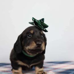 Green Boy - Dachshund puppy from Golden Creek Miniature Farm