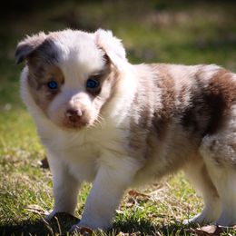 Border Collies from Dual Oaks Farm
