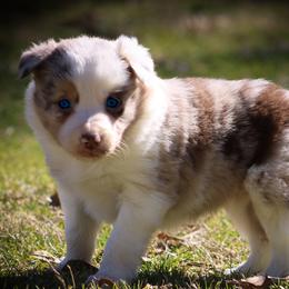Border Collies from Dual Oaks Farm