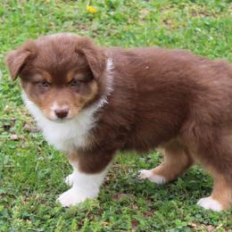 Samuel - Red tri-color male Australian Shepherd puppy in Kansas, Oklahoma from Windy G Farm