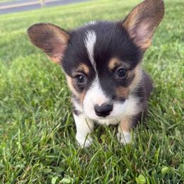 Ohio - Black and white female American Corgi puppy in Scottown, Ohio from Wyndy Ridge Corgis