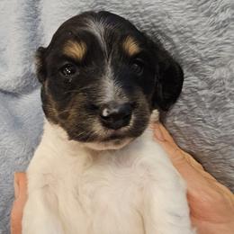 Boy 2 - Blue and tan male Dachshund puppy in Austin, Texas from Glorious Minis