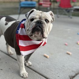 Beagles and Bulldogs from Bluebonnet Kennels