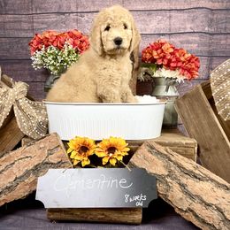 Goldendoodle Puppies from Boulder Mountain Doodles