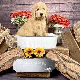 Goldendoodle Puppies from Boulder Mountain Doodles