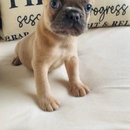 Boy 2 - Fawn male French Bulldog puppy in Toccoa, Georgia from The Grooming Barn LLC/ Wet Dog Ranch