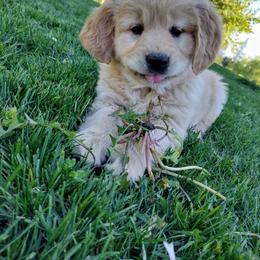 Golden Retriever Puppies from Rosehaven Homestead