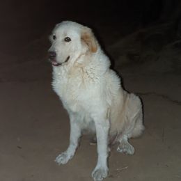 N - Great Pyrenees
