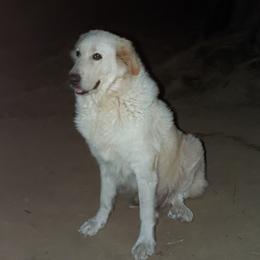 N - Great Pyrenees