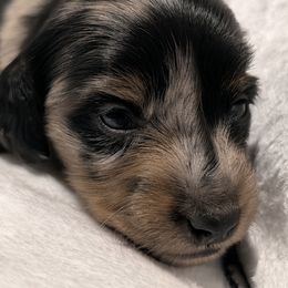 Male 2 - Dapple male Dachshund puppy in Columbus, Ohio from Bumpkins Dachshunds