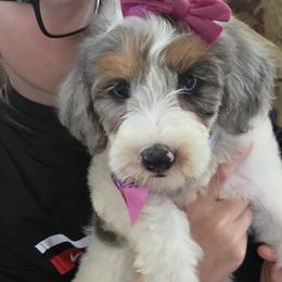 Bernedoodle and Goldendoodle Puppies from Ivey's Poodles & Doodles