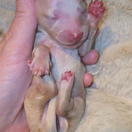 Daisy - Cream female Dachshund puppy in West Plains, Missouri from Spring Creek Dachshunds