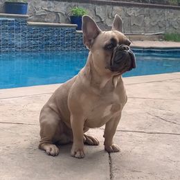 Milo - French Bulldog