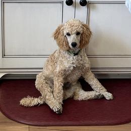 Poodle All Grown Up from A Stone’s Throw Farm