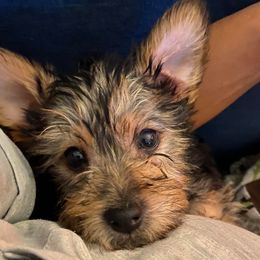 French Bulldogs and Yorkshire Terriers from Pup’s R Us