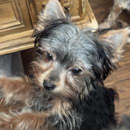 Puppy 2 - Black and tan male Yorkshire Terrier puppy in Elizabeth, Indiana from Dwayne’s Yorkshire Terriers