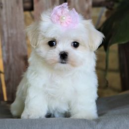 Suki - Maltese