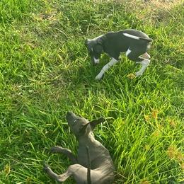 Italian Greyhound Puppies from Fisher Link