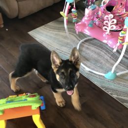 German Shepherd Puppies from Benton K-9 Breeding