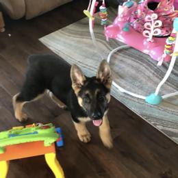 German Shepherd Puppies from Benton K-9 Breeding