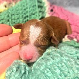 Baby Girl - Red  female Poodle puppy in Dolan Springs, Arizona from High Desert Companions