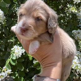 Blue collar - Dapple male Dachshund puppy in Cherry Valley, California from Sugar and Spice Dachshunds