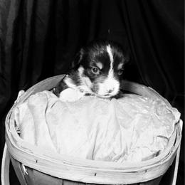 Jaq - White and black male Pembroke Welsh Corgi puppy in Valley, Washington from Corgis of the Mountain Valley