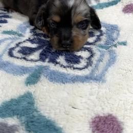 Charlie - Dapple male Dachshund puppy in Mansfield, Missouri from Owens Farm