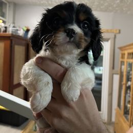 Cavalier King Charles Spaniel Puppies from Lori Van Doorn's Cavalier King Charles Spaniel