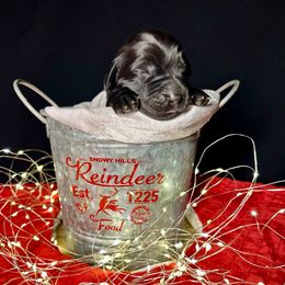 Ariel - Black female Newfoundland puppy in Tully, New York from Bear Paw Newfoundlands