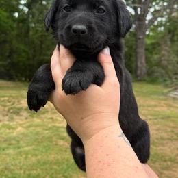 Shamrock - Black male Labrador Retriever puppy in Water Valley, Mississippi from Three Lakes Labs & WHDs