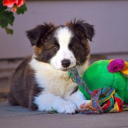 English Shepherd Puppies from Shepherd's Way