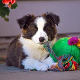 English Shepherd Puppies from Shepherd's Way