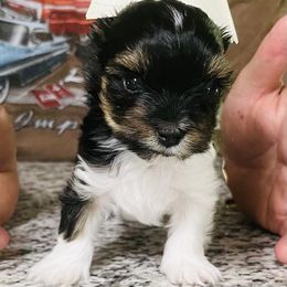 Yorkshire Terrier Puppies from Yorkies of St. George