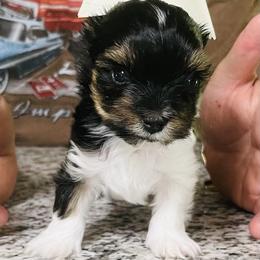 Yorkshire Terrier Puppies from Yorkies of St. George