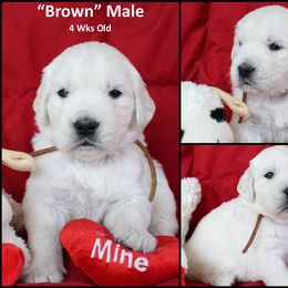 Golden Retriever Puppies from Bullock's Golden Retrievers, LLC