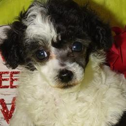 Chihuahuas, Companion Crosses, and Poodles from Mel's Wags & Kisses