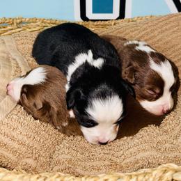 Red Tri boy - Red tri male Toy Australian Shepherd puppy in Oklahoma City, Oklahoma from Faith River Aussies