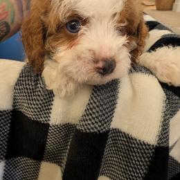 Aspen - Blenheim male Cavapoo puppy in Sisters, Oregon from Saunders Hideaway Homestead