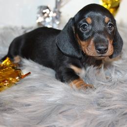 Boy 2 - Black and tan male Dachshund puppy in Craig, Colorado from Rocky Mountain Shih Tzus and Dry Creek Miniature Dachshunds