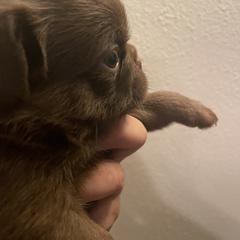 Brussels Griffon Puppies from Maze Brussels Griffons