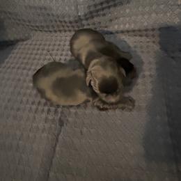 Girl 1 - Black female Labrador Retriever puppy in Four Oaks, North Carolina from TLC Retrievers