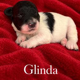 Glinda - Parti female Poodle puppy in Washington, Pennsylvania from Patriotic Poodles