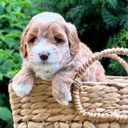 Snickers - Caramel male Australian Labradoodle puppy in Auburn, Washington from West Valley Labradoodles